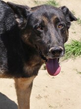 BUSTER, Hund, Mischlingshund in Griechenland - Bild 17