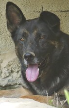 BUSTER, Hund, Mischlingshund in Griechenland - Bild 18