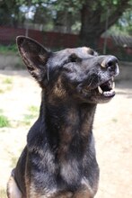 BUSTER, Hund, Mischlingshund in Griechenland - Bild 19