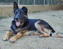 BUSTER, Hund, Mischlingshund in Griechenland - Bild 2