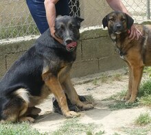 BUSTER, Hund, Mischlingshund in Griechenland - Bild 20