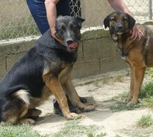 BUSTER, Hund, Mischlingshund in Griechenland - Bild 23