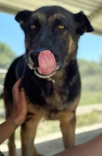 BUSTER, Hund, Mischlingshund in Griechenland - Bild 25