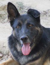 BUSTER, Hund, Mischlingshund in Griechenland - Bild 3