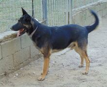 BUSTER, Hund, Mischlingshund in Griechenland - Bild 4