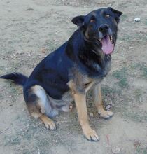 BUSTER, Hund, Mischlingshund in Griechenland - Bild 5