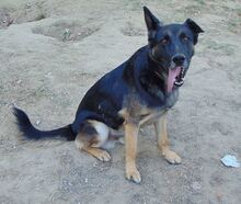 BUSTER, Hund, Mischlingshund in Griechenland - Bild 8