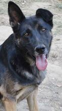 BUSTER, Hund, Mischlingshund in Griechenland - Bild 9