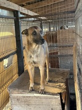 MALIO, Hund, Malinois Mischling in Rumänien