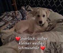 SHERLOK, Hund, Mischlingshund in Berlin