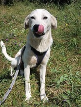 CINDY, Hund, Mischlingshund in Rumänien - Bild 1