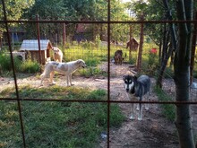CINDY, Hund, Mischlingshund in Rumänien - Bild 10