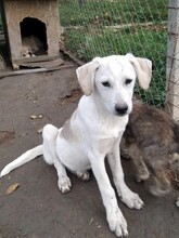 CINDY, Hund, Mischlingshund in Rumänien - Bild 11