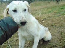 CINDY, Hund, Mischlingshund in Rumänien - Bild 12