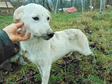 CINDY, Hund, Mischlingshund in Rumänien - Bild 13