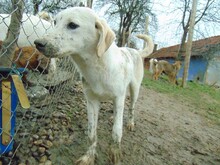 CINDY, Hund, Mischlingshund in Rumänien - Bild 14