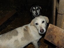 CINDY, Hund, Mischlingshund in Rumänien - Bild 15