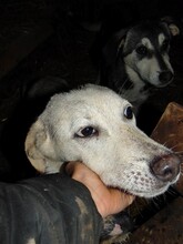 CINDY, Hund, Mischlingshund in Rumänien - Bild 16