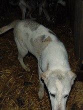 CINDY, Hund, Mischlingshund in Rumänien - Bild 17