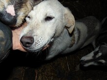 CINDY, Hund, Mischlingshund in Rumänien - Bild 18