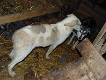 CINDY, Hund, Mischlingshund in Rumänien - Bild 19