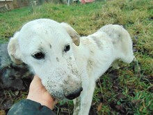 CINDY, Hund, Mischlingshund in Rumänien - Bild 21