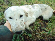 CINDY, Hund, Mischlingshund in Rumänien - Bild 22