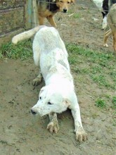 CINDY, Hund, Mischlingshund in Rumänien - Bild 23