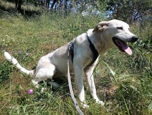 CINDY, Hund, Mischlingshund in Rumänien - Bild 3