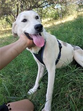 CINDY, Hund, Mischlingshund in Rumänien - Bild 4
