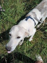 CINDY, Hund, Mischlingshund in Rumänien - Bild 5
