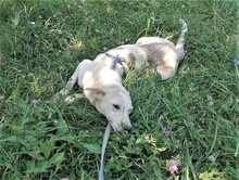 CINDY, Hund, Mischlingshund in Rumänien - Bild 6
