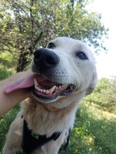 CINDY, Hund, Mischlingshund in Rumänien - Bild 7