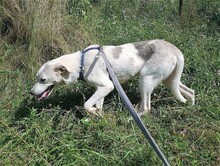 CINDY, Hund, Mischlingshund in Rumänien - Bild 8