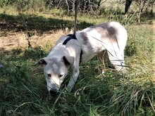 CINDY, Hund, Mischlingshund in Rumänien - Bild 9
