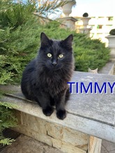 TIMMY, Katze, Langhaarkatze-Mix in Bulgarien