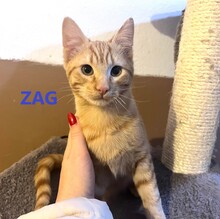ZAG, Katze, Europäisch Kurzhaar in Bulgarien