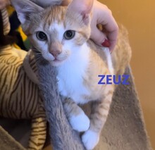 ZEUZ, Katze, Europäisch Kurzhaar in Bulgarien