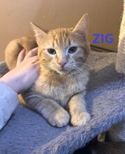 ZIG, Katze, Europäisch Kurzhaar in Bulgarien
