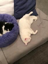 LILLY, Katze, Europäisch Kurzhaar in Dortmund - Bild 4