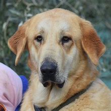 KARINA, Hund, Herdenschutzhund in Spanien