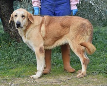 KARINA, Hund, Herdenschutzhund in Spanien - Bild 2