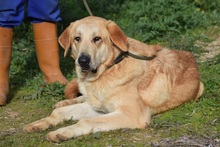 KARINA, Hund, Herdenschutzhund in Spanien - Bild 3