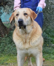 KARINA, Hund, Herdenschutzhund in Spanien - Bild 4