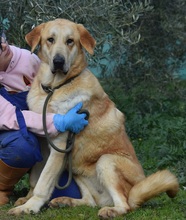 KARINA, Hund, Herdenschutzhund in Spanien - Bild 6