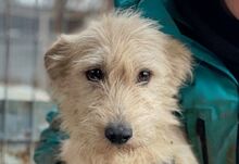 LILLI, Hund, Mischlingshund in Rumänien
