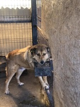 KARL, Hund, Mischlingshund in Rumänien