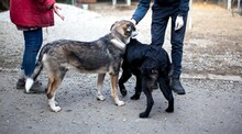 FILOU, Hund, Mischlingshund in Duisburg - Bild 1