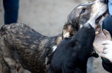 FILOU, Hund, Mischlingshund in Duisburg - Bild 11