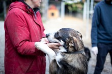 FILOU, Hund, Mischlingshund in Duisburg - Bild 12
